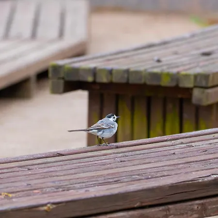 Raasepori Camping Camping